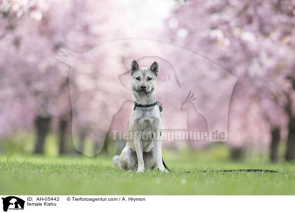 female Kishu / AH-05442