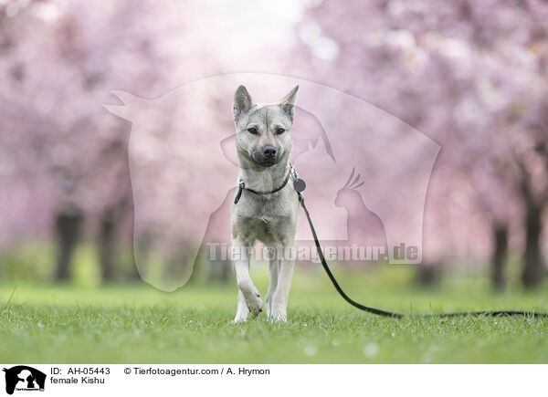 female Kishu / AH-05443