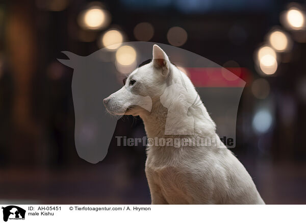 Kishu Rfe / male Kishu / AH-05451