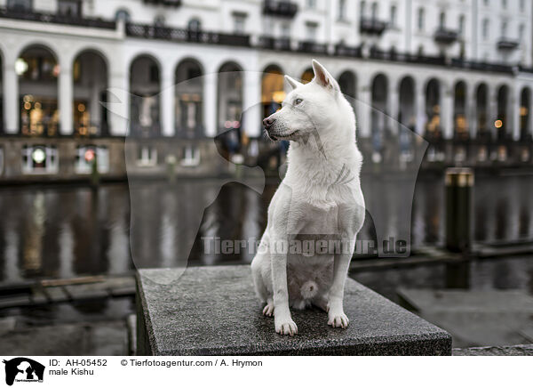 male Kishu / AH-05452