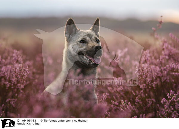 female Kishu Inu / AH-06143
