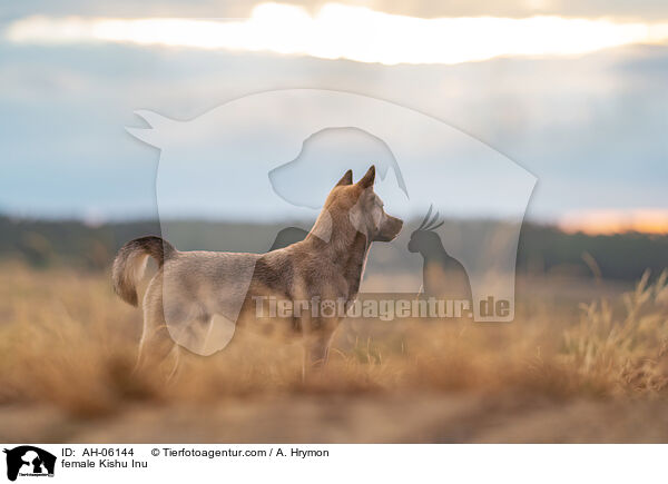 female Kishu Inu / AH-06144