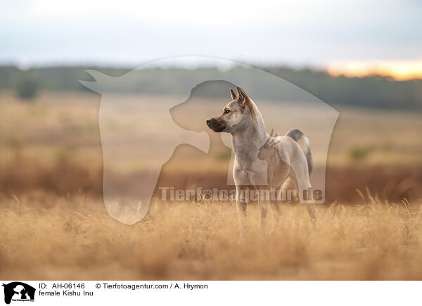 female Kishu Inu / AH-06146