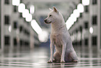 male Kishu