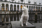 male Kishu