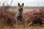 female Kishu Inu