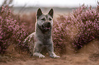 female Kishu Inu