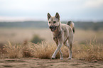 female Kishu Inu