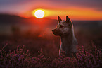 female Kishu Inu