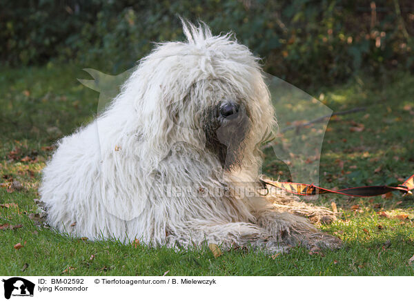 lying Komondor / BM-02592