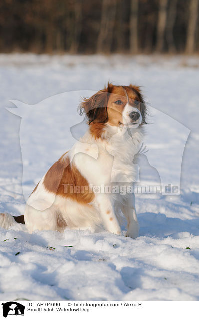 Small Dutch Waterfowl Dog / AP-04690