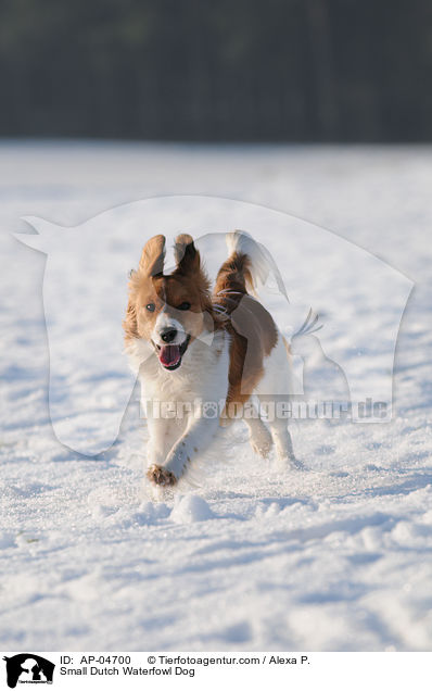 Kooikerhondje / Small Dutch Waterfowl Dog / AP-04700