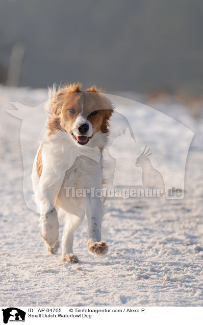 Small Dutch Waterfowl Dog / AP-04705