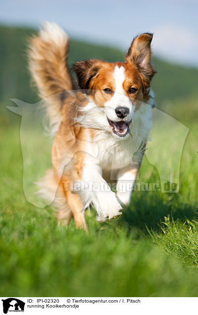 rennender Kooikerhondje / running Kooikerhondje / IPI-02320