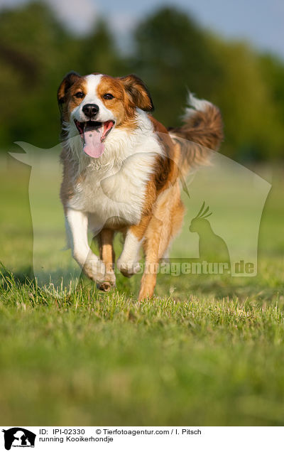 rennender Kooikerhondje / running Kooikerhondje / IPI-02330