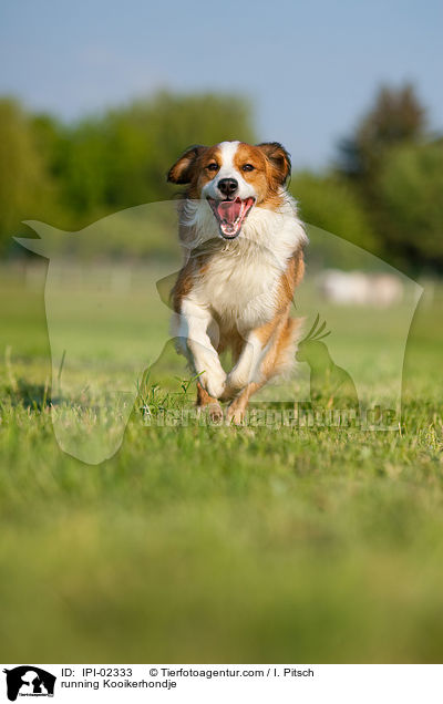 rennender Kooikerhondje / running Kooikerhondje / IPI-02333