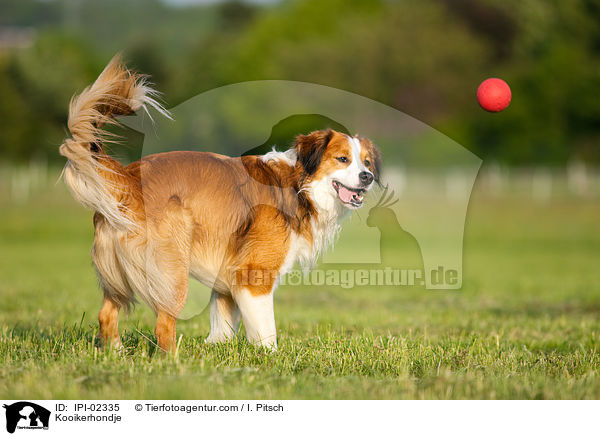 Kooikerhondje / Kooikerhondje / IPI-02335