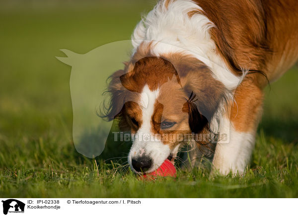 Kooikerhondje / Kooikerhondje / IPI-02338