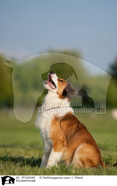 Kooikerhondje / Kooikerhondje / IPI-02345
