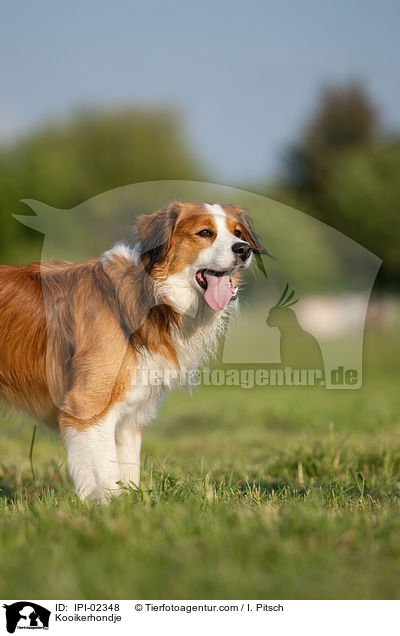 Kooikerhondje / Kooikerhondje / IPI-02348