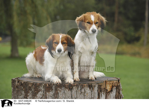 Kooikerhondje / SST-08826