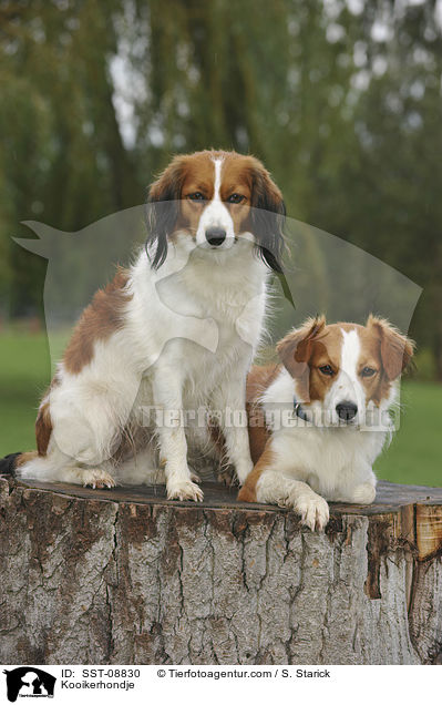 Kooikerhondje / SST-08830