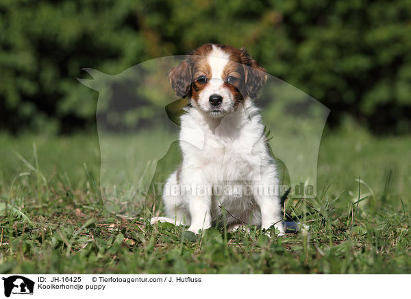 Kooikerhondje puppy / JH-16425