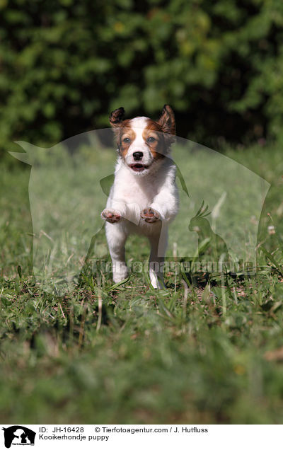 Kooikerhondje puppy / JH-16428