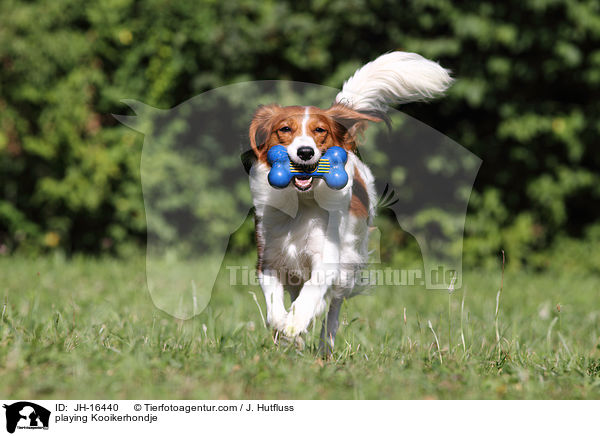 playing Kooikerhondje / JH-16440