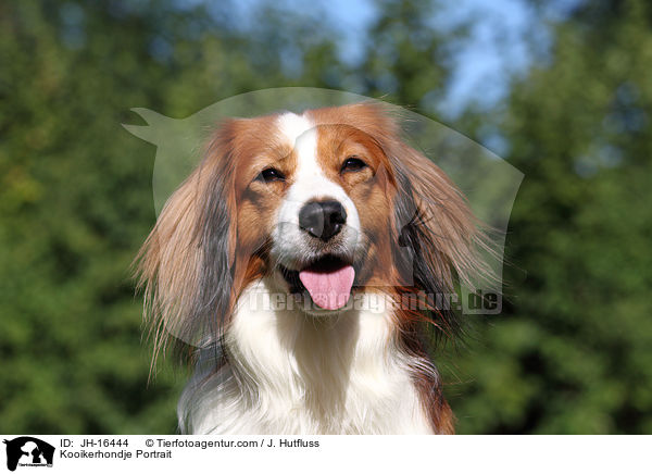 Kooikerhondje Portrait / JH-16444