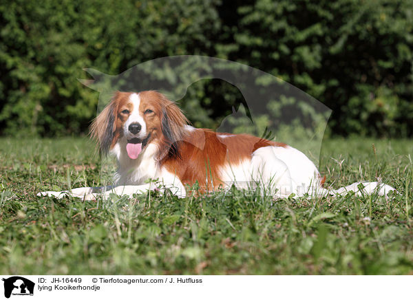 lying Kooikerhondje / JH-16449
