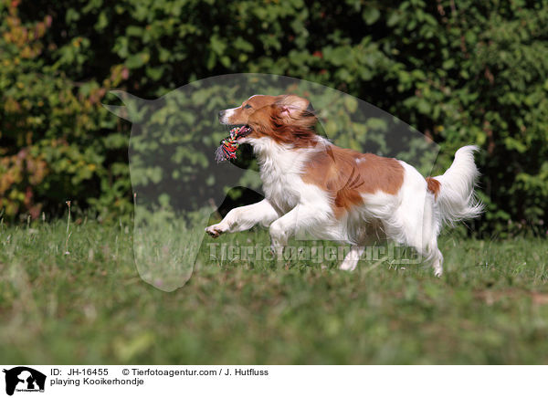 playing Kooikerhondje / JH-16455