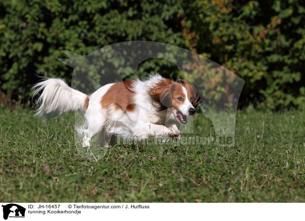 running Kooikerhondje / JH-16457