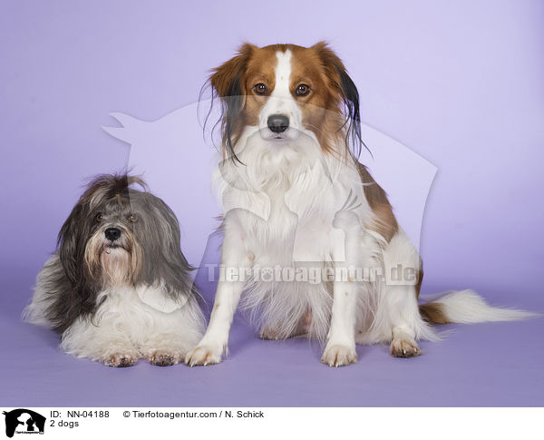 2 dogs / NN-04188