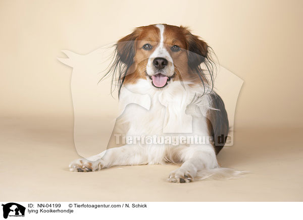 lying Kooikerhondje / NN-04199