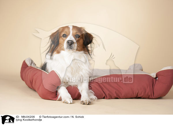 lying Kooikerhondje / NN-04206