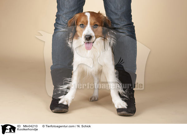 Kooikerhondje / NN-04210