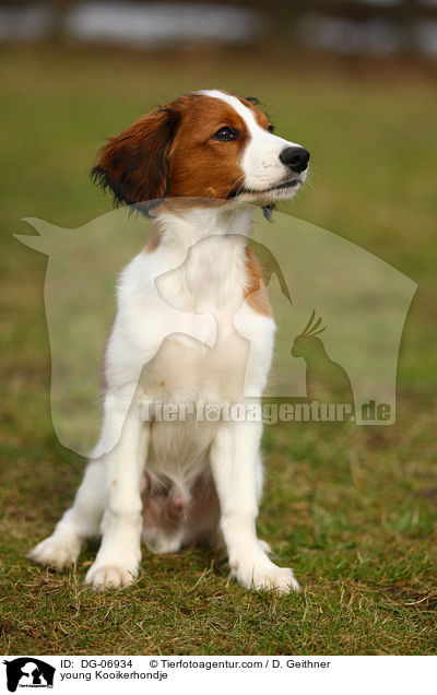 young Kooikerhondje / DG-06934