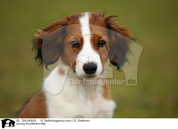 young Kooikerhondje / DG-06935