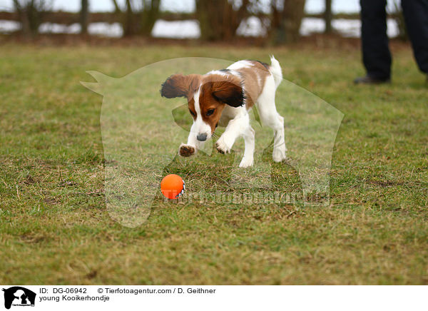 young Kooikerhondje / DG-06942
