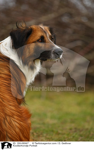 Kooikerhondje Portrait / DG-06947