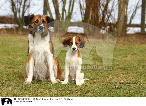 2 Kooikerhondje / 2 Kooikerhondje / DG-06950