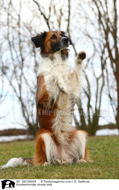 Kooikerhondje macht Mnnchen / Kooikerhondje shows trick / DG-06954
