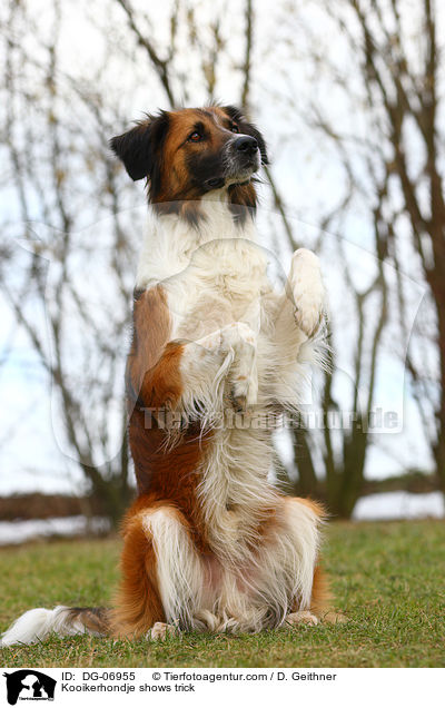 Kooikerhondje macht Mnnchen / Kooikerhondje shows trick / DG-06955