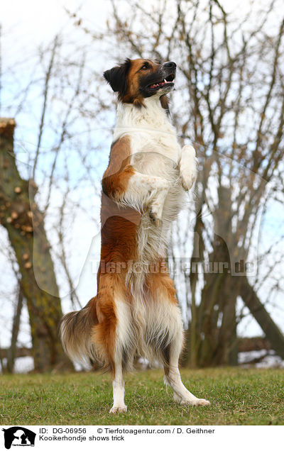 Kooikerhondje macht Mnnchen / Kooikerhondje shows trick / DG-06956