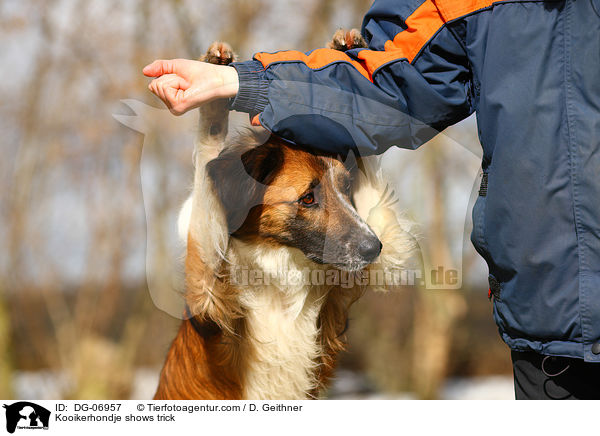 Kooikerhondje zeigt Trick / Kooikerhondje shows trick / DG-06957