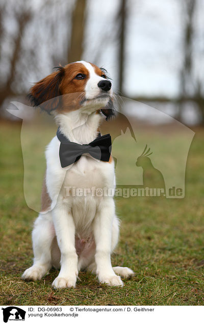 young Kooikerhondje / DG-06963
