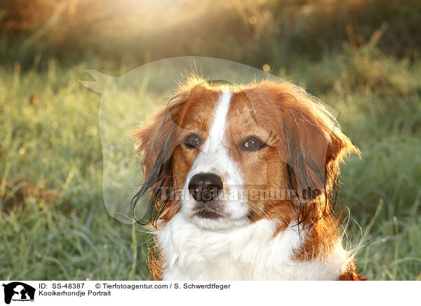 Kooikerhondje Portrait / Kooikerhondje Portrait / SS-48387