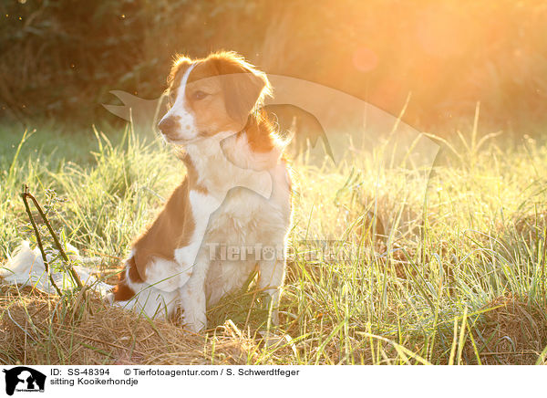 sitzender Kooikerhondje / sitting Kooikerhondje / SS-48394