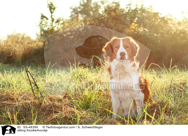 sitzender Kooikerhondje / sitting Kooikerhondje / SS-48399